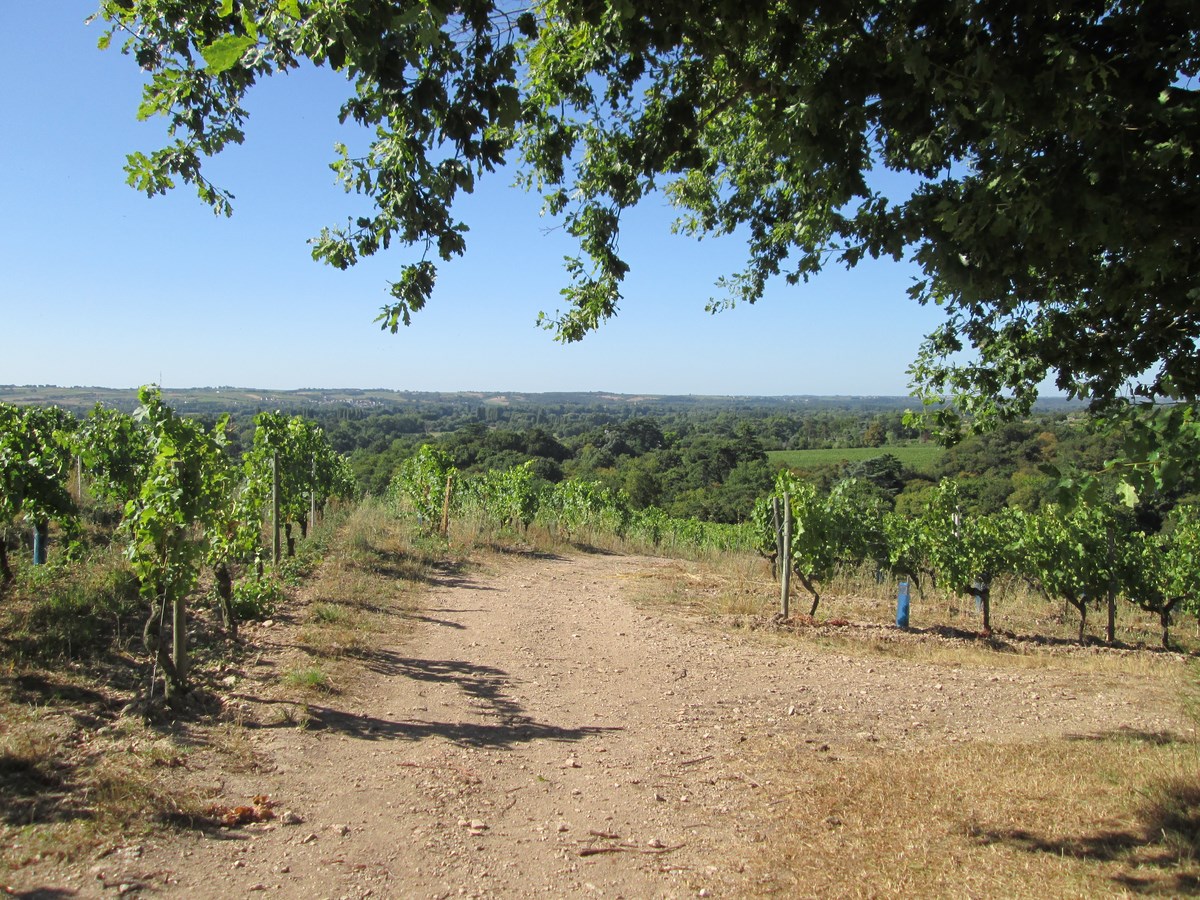 LES VIGNES SELON VAL©