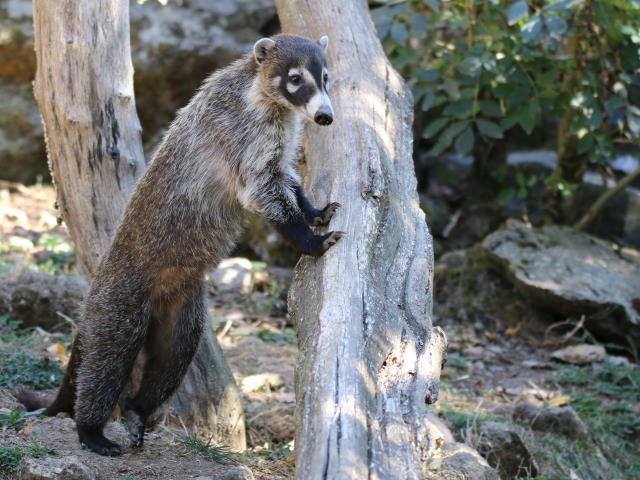 © Natur'Zoo de Mervent
