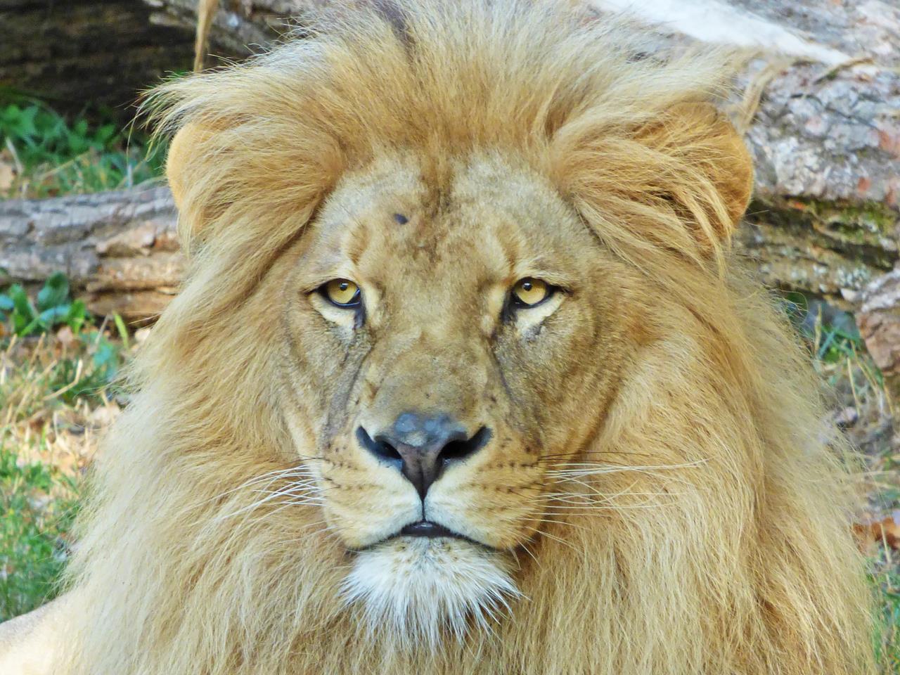 © Natur'Zoo de Mervent