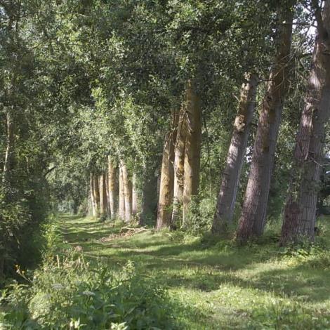 sentier-pédestre-le-mazeau-85-iti